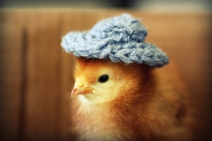 chick-in-hat1